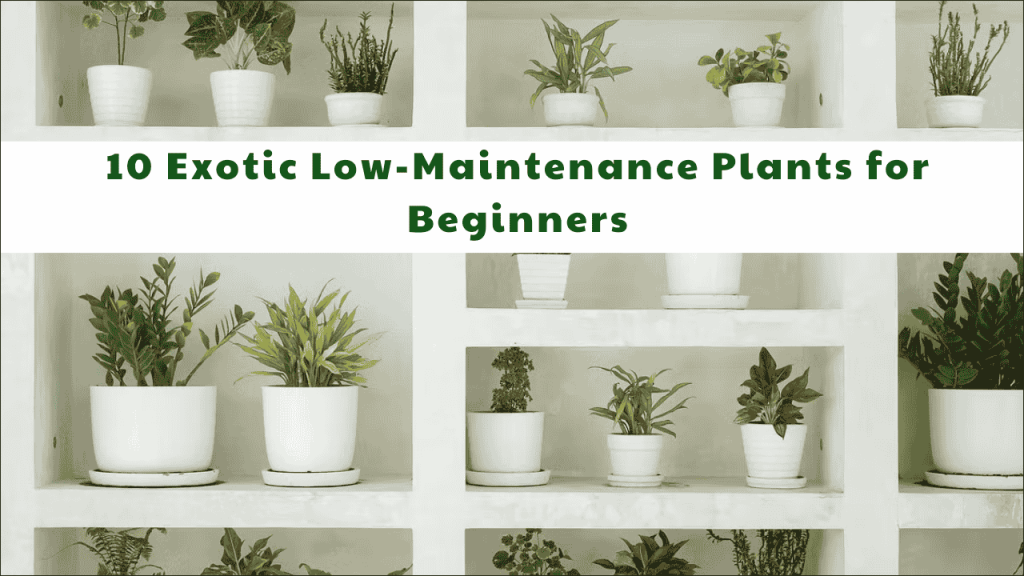 Low-Maintenance Plants